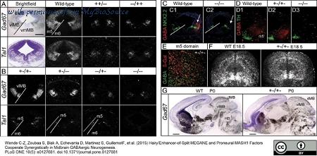 MyBioSource MBS224940 image 1