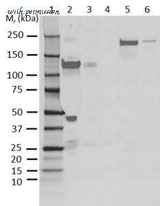 MyBioSource MBS225710 image 1