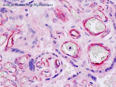 MyBioSource MBS2400150 image 1