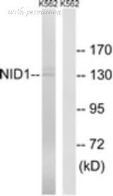 MyBioSource MBS2400150 image 2