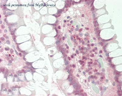 MyBioSource MBS2400447 image 1