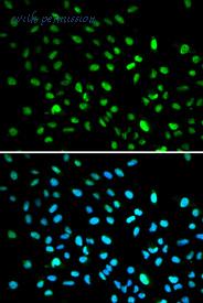 MyBioSource MBS2400447 image 2