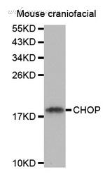 MyBioSource MBS2400447 image 3