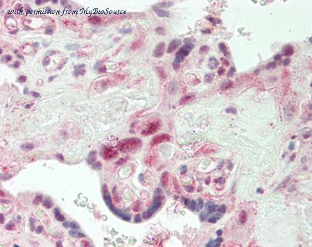 MyBioSource MBS2400496 image 1