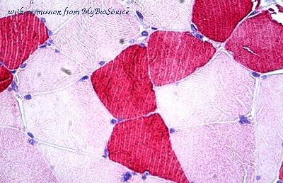 MyBioSource MBS243213 image 1