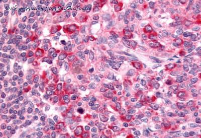 MyBioSource MBS243866 image 1