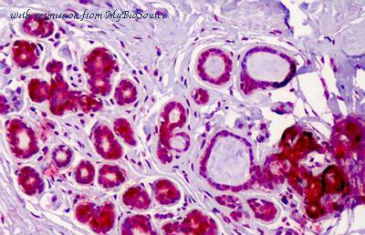 MyBioSource MBS243911 image 1