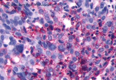 MyBioSource MBS244081 image 1