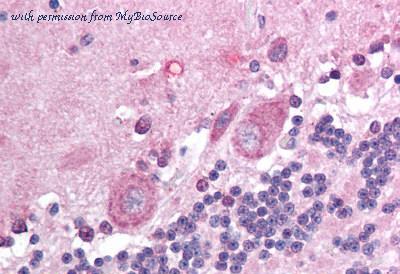 MyBioSource MBS245080 image 1