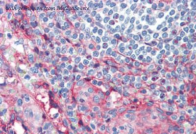MyBioSource MBS245394 image 1
