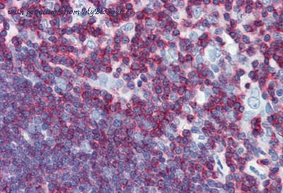 MyBioSource MBS245401 image 1