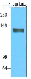 MyBioSource MBS245401 image 3