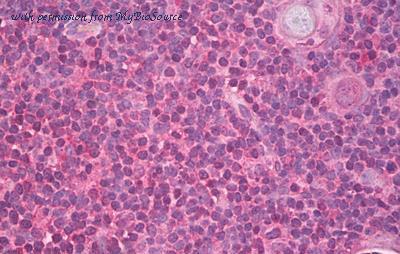 MyBioSource MBS245857 image 1