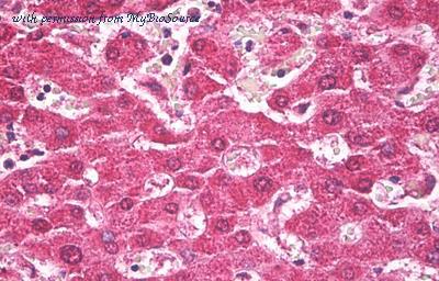 MyBioSource MBS245859 image 1