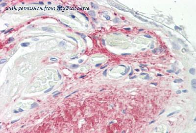 MyBioSource MBS246403 image 1