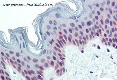 MyBioSource MBS246444 image 1