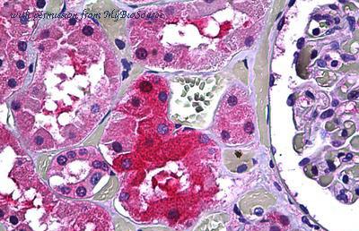 MyBioSource MBS246647 image 1