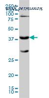 MyBioSource MBS246647 image 2