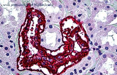 MyBioSource MBS246943 image 1