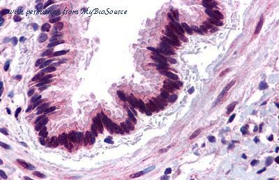MyBioSource MBS247882 image 1