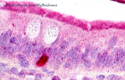 MyBioSource MBS247882 image 2