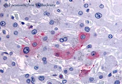 MyBioSource MBS247950 image 1
