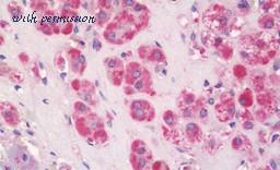 MyBioSource MBS248052 image 1
