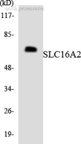 MyBioSource MBS248052 image 2