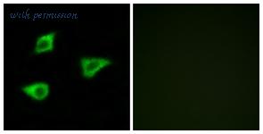 MyBioSource MBS248068 image 2