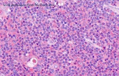 MyBioSource MBS248408 image 1