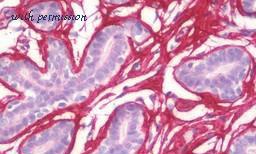 MyBioSource MBS248446 image 1