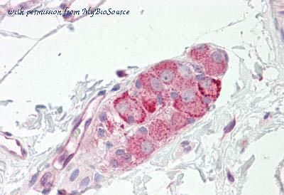 MyBioSource MBS248699 image 1