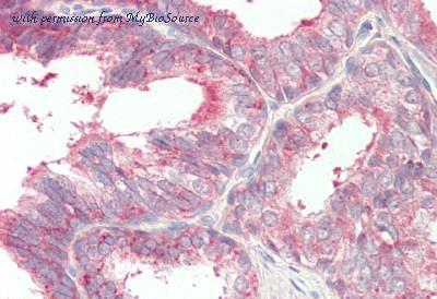 MyBioSource MBS248758 image 1