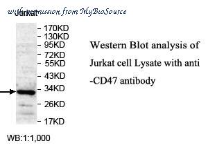 MyBioSource MBS248758 image 2