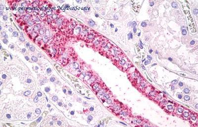 MyBioSource MBS248885 image 1