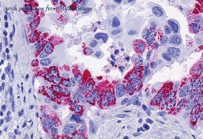 MyBioSource MBS248885 image 2