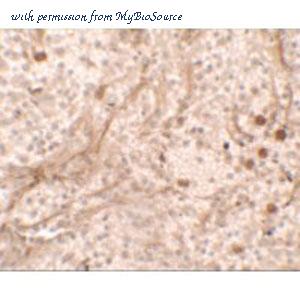 MyBioSource MBS248934 image 1