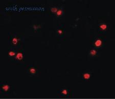 MyBioSource MBS248934 image 2