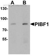 MyBioSource MBS248934 image 3