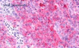 MyBioSource MBS249012 image 1