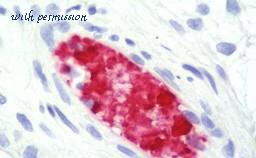 MyBioSource MBS249145 image 1