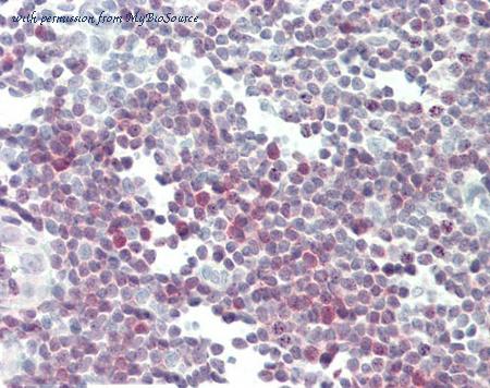 MyBioSource MBS249271 image 1