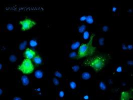 MyBioSource MBS249271 image 2
