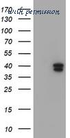 MyBioSource MBS249271 image 3