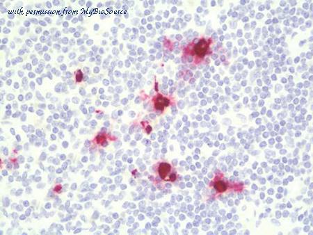 MyBioSource MBS249442 image 1