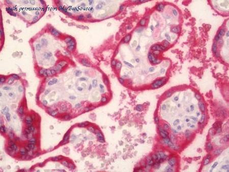 MyBioSource MBS249745 image 1