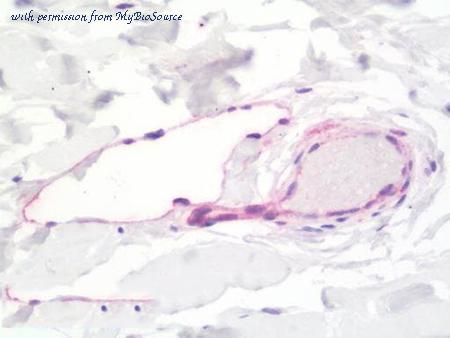 MyBioSource MBS249796 image 1