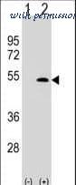 MyBioSource MBS249796 image 2