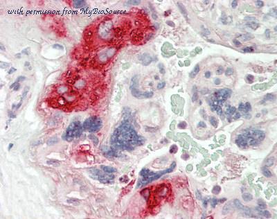 MyBioSource MBS249802 image 1