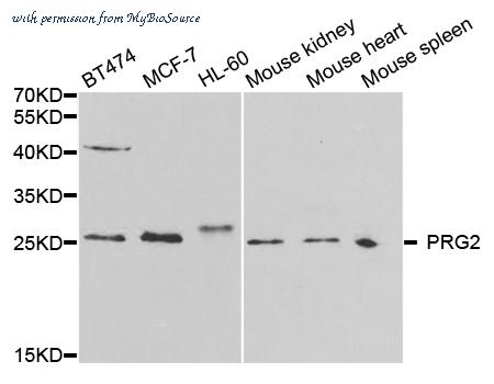 MyBioSource MBS249802 image 2